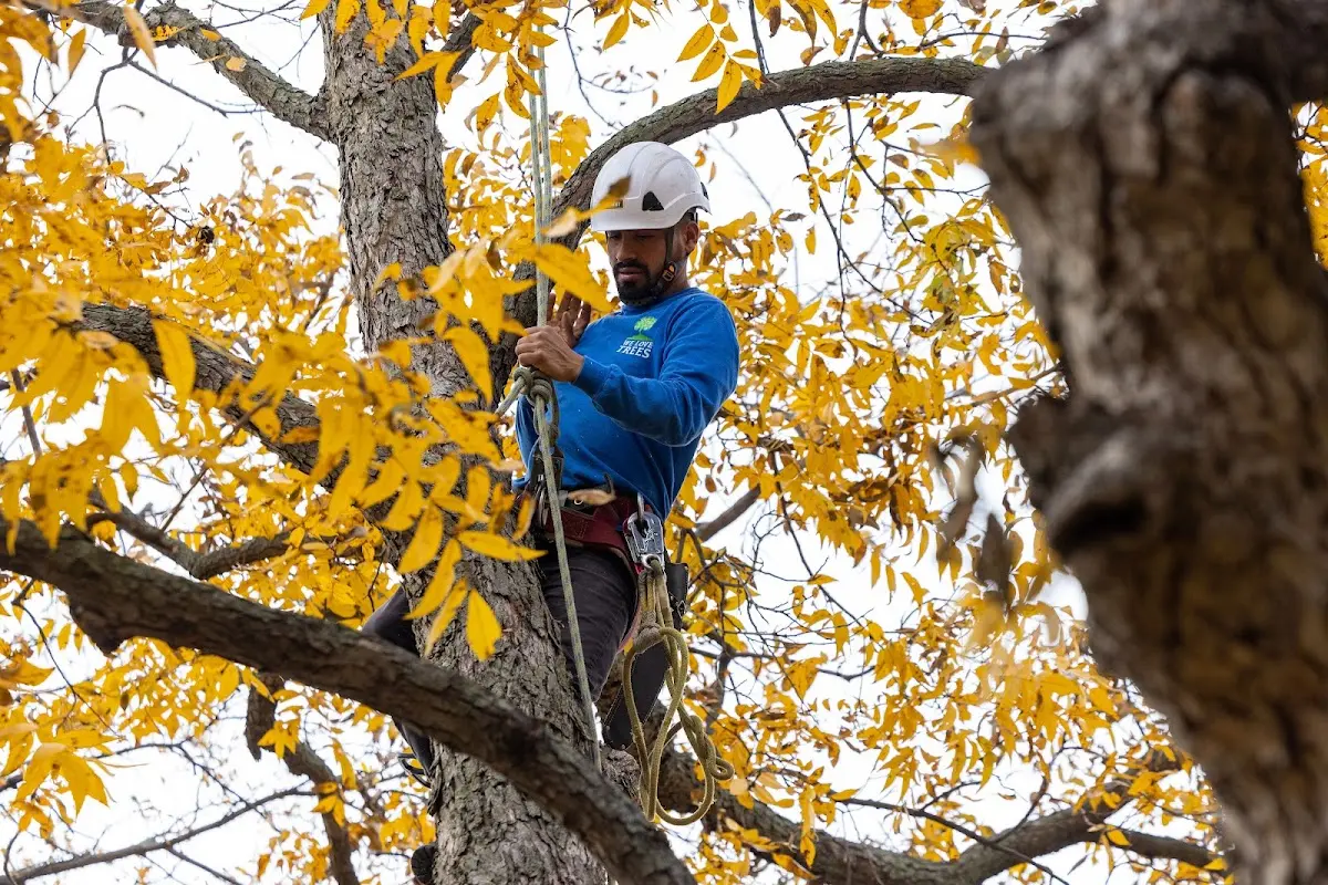 Skilled Storm Damage Cleanup crew working in Southard