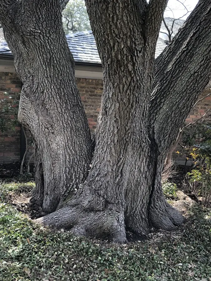 Mature heritage tree close to a Southard property cared for by certified arborists